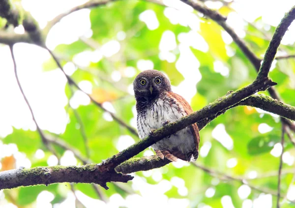 Chestnut-backed Owlet (Glaucidium castanotum) in Sri Lanka — Stock Photo, Image