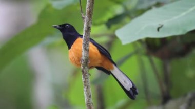 Borneo, Malezya şarkı beyaz tepeli köstebek (copsychus stricklandii)