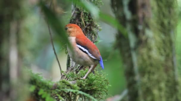 Pitta de cabeça azul (Hydrornis baudii) em Bornéu, Malásia — Vídeo de Stock