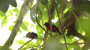 siyah ve kırmızı kılıç (cymbirhynchus macrorhynchos) Borneo, Malezya