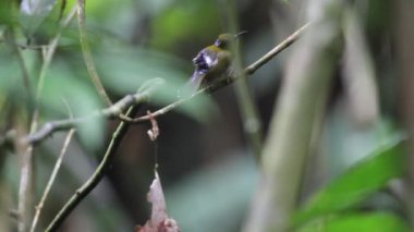 Borneo, Malezya mor enseli sunbird (hypogramma hypogrammicum)