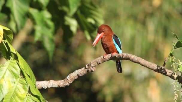 Kingfisher de garganta blanca (Halcyon smyrnensis) en Luzon, Filipinas — Vídeo de stock