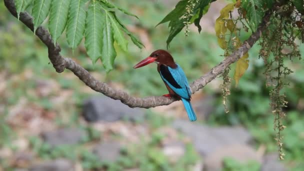 Beyaz boğazlı yalıçapkını (halcyon smyrnensis) Luzon, Filipinler — Stok video