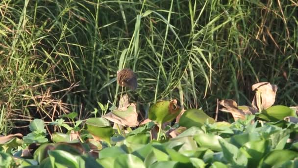 화이트 쇠 뜸부기 (porzana cinerea) 루손, 필리핀 — 비디오