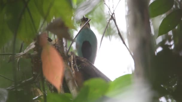 Pitta-de-peito-azul (Pitta steerii) em Mindanao Island, Filipinas — Vídeo de Stock