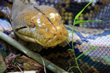 Tayland retiküle python (python reticulatus)