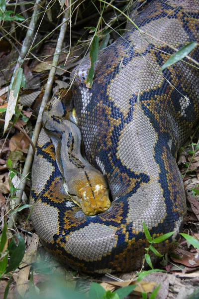 Reticulated python (Python reticulatus) Thaimaassa — kuvapankkivalokuva