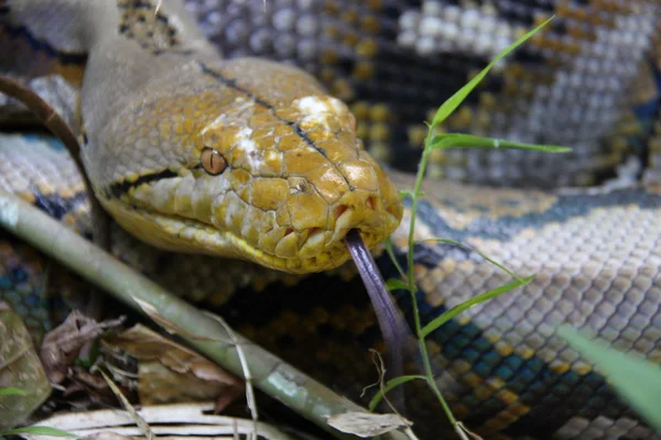 Python reticulado (Python reticulatus) na Tailândia — Fotografia de Stock