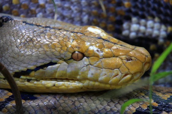 Reticulated python (Python reticulatus) in Thailand — Stock Photo, Image