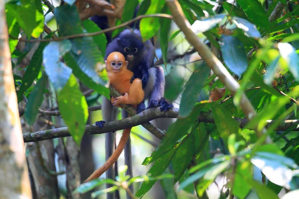 La scimmia foglia crepuscolare (Trachypithecus obscurus) in Thailandia — Foto Stock