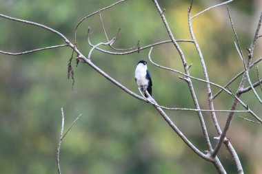 mindanao Adası, Filipinler Filipinler falconet (microhierax erythrogenys)