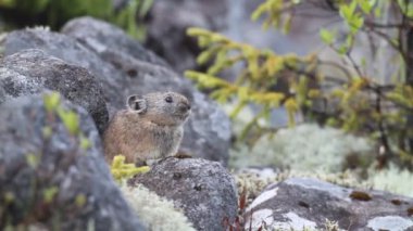 pika Kuzey, tavşan, tavşan, ochotona hyperborea Hokkaido'da ıslık rock, Japonya