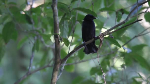 Balicassiao (Dicrurus balicassius) en Luzón, Filipinas — Vídeo de stock