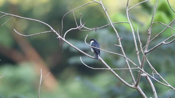 Philippinischer Falke (microhierax erythrogenys) auf der Insel Mindanao, Philippinen — Stockvideo