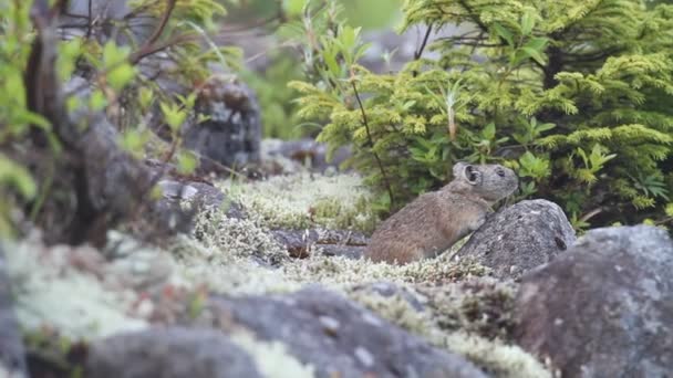 Northen Pika, rock rabbit, whistling hare, Ochotona hyperborea in Hokkaido, Japan — стоковое видео
