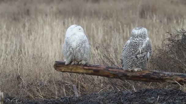 Snowy Owl (Bubo scandiacus) in Vancouver, Canada — Stock Video