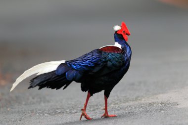 Swinhoe'nın sülün (lophura swinhoii), anmashan, Tayvan