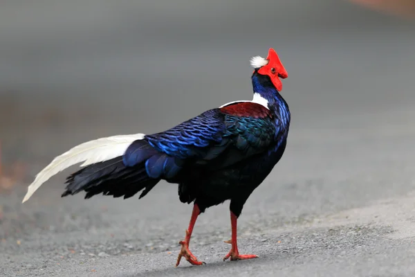 Třída Swinhoeův (lophura swinhoii) v anmashan, Tchaj-wan — Stock fotografie