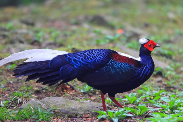 Swinhoe de fazant (lophura swinhoii) in anmashan, taiwan — Stockfoto