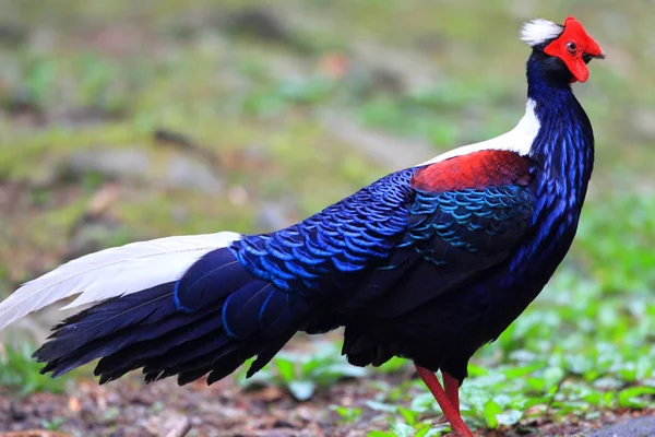 Swinhoe de fazant (lophura swinhoii) in anmashan, taiwan — Stockfoto