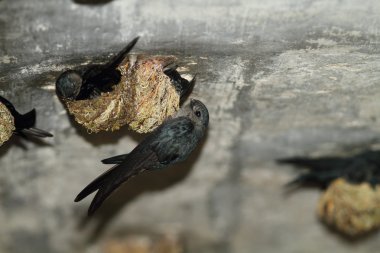 Parlak Swiftlet (Collocalia esculenta) Malezya içinde iç içe geçirme