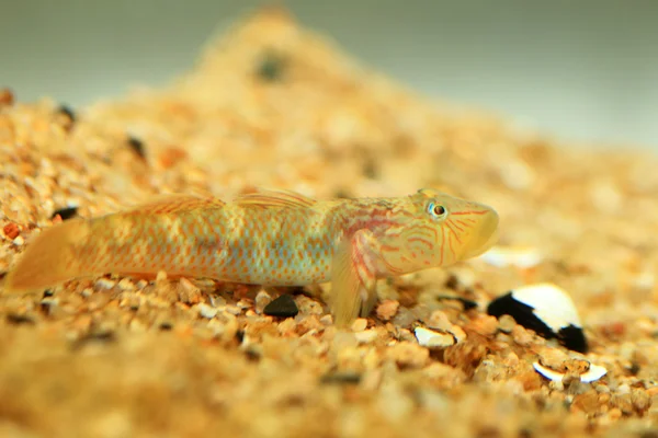 Rhinogobius giurinus goby fish in Giappone — Foto Stock