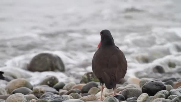 Black Oystercatcher (Haematopus fablmani) в Ванкувере, Канада — стоковое видео