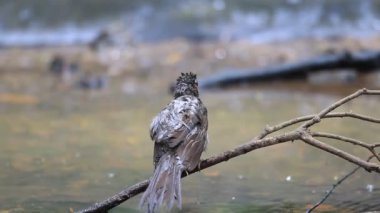 Japonya'da banyo brown kulaklı bülbül (hypsipetes amaurotis)