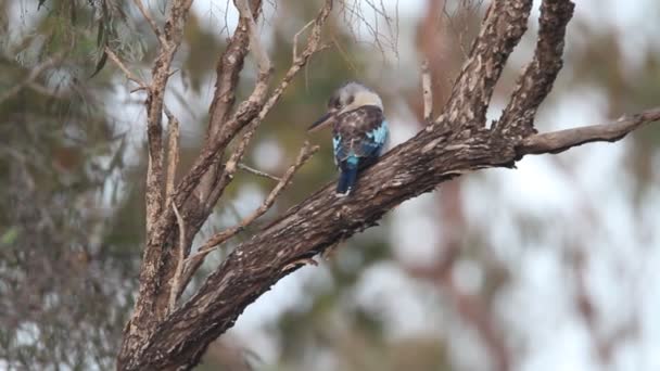 Niebieski skrzydlaty kookaburra (dacelo novaeguineae) w Australii — Wideo stockowe