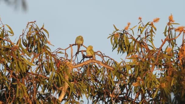 金肩鹦鹉 （psephotus chrysopterygius） 在湖中的提起澳大利亚国家公园 — 图库视频影像