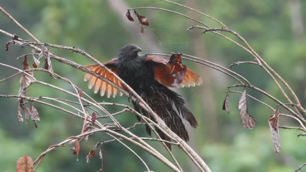 A mindanao, Fülöp-szigetek Fülöp-szigeteki bozótkakukk (centropus viridis) — Stock videók