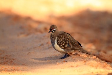 gecekondu güvercin (geophaps scripta), Avustralya