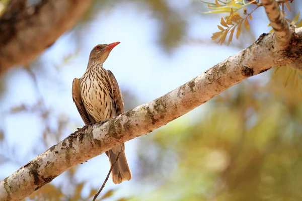 Olive-backed oriole (oriolus sagittatus) i Australien — Stockfoto