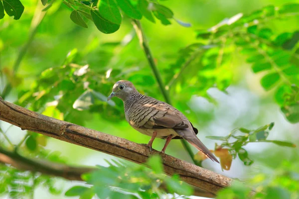 Zebra Dove (Geopelia striata) na Tailândia — Fotografia de Stock