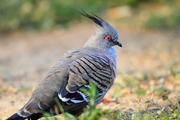 Pigeon à crête (Ocyphaps lophotes) en Australie — Photo