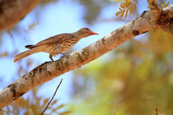 Olive-backed Oriole (Oriolus sagittatus) in Australia — Stock Photo, Image