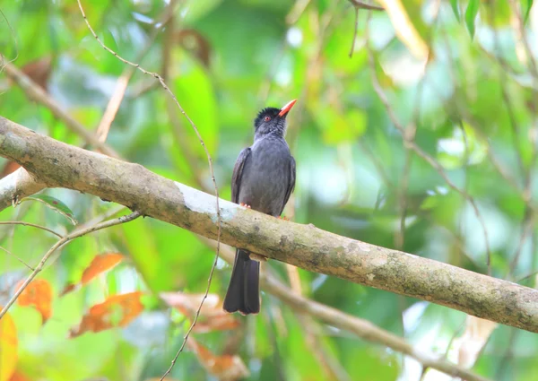 Bulbul Negro de cola cuadrada (Hypsipetes ganeesa) en Sri Lanka — Foto de Stock