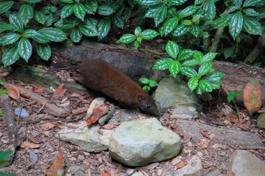 misk faresi-kanguru (hypsiprymnodon moschatus) içinde yeri atherton, Avustralya