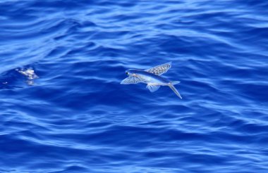 Japonya'da uçan sarı kanat FLYINGFISH (cypselurus poecilopterus)