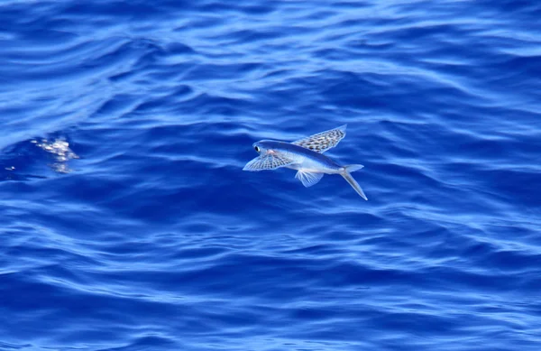 Yellow-wing flyingfish (Cypselurus poecilopterus) flying in Japan — Stock Photo, Image