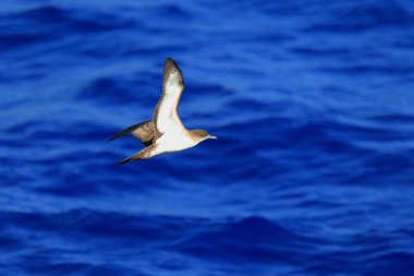 Kama kuyruklu shearwater (yelkovan kuşu pacificus) Japonya