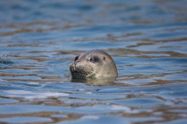 mühür (phoca largha) tespit hokkaido, Japonya