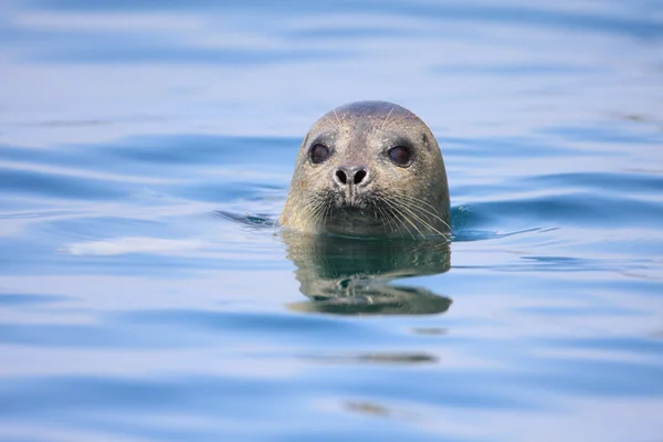 北海道の斑点のあるアザラシ (ゴマフアザラシ群), 日本します。 — ストック写真