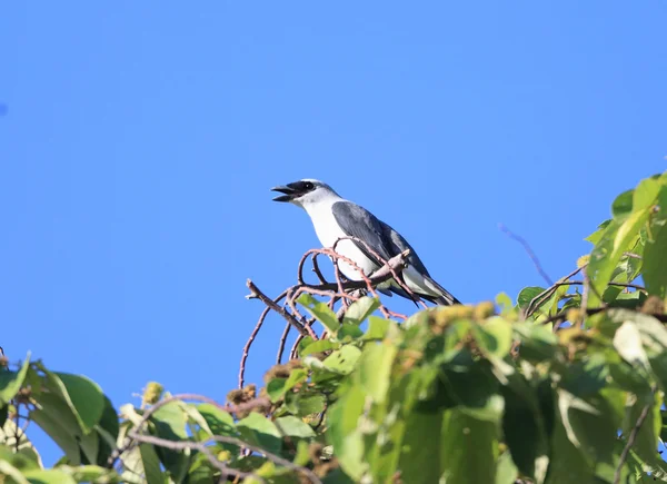 马努斯 cuckooshrike （coracina ingens） 在巴布亚新几内亚马努斯岛， — 图库照片