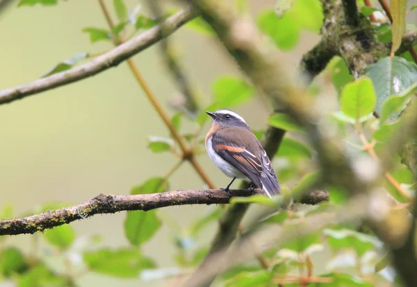 Rufous-breasted Chat-Tyrant (Ochthoeca rufipectoralis) in Ecuador — Stock Photo, Image