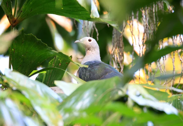 Ducula szary (ducula pickeringii) w wyspy manus, Papua-Nowa Gwinea — Zdjęcie stockowe