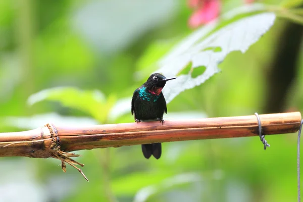 Puffleg Brillante (Eriocnemis vestita) en Ecuador — Foto de Stock