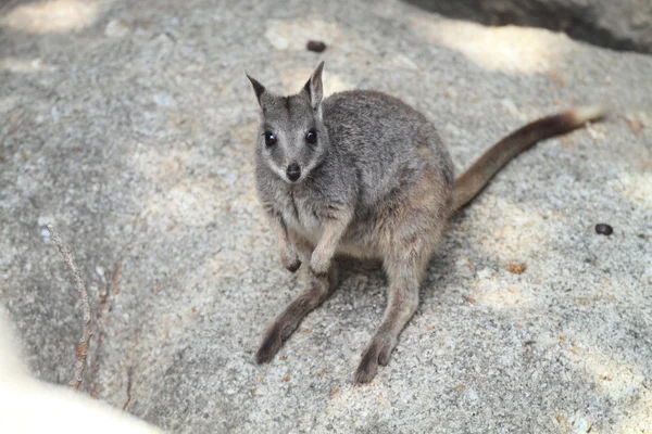 Mareeba rock wallaby (petrogale mareeba), cairns, Ausztrália — Stock Fotó