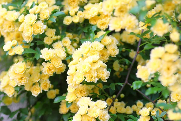 Banksia roos (rosa banksiae) in japan — Stockfoto