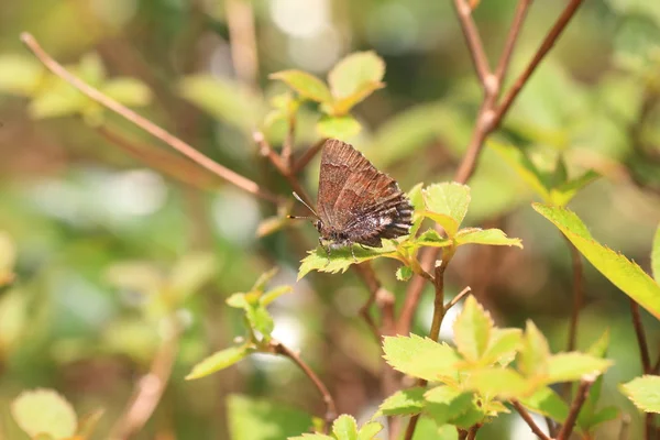 Tailless Hairstreak butterfly (Callophrys ferrea) in Japan — Stock Photo, Image